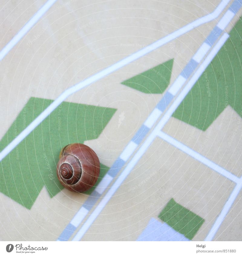 In search of... Animal Wild animal Snail Snail shell 1 Wait Exceptional Uniqueness Small Blue Brown Gray Green White Calm Endurance Design Loneliness Life