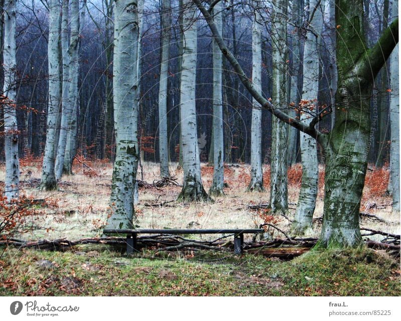 winter forest Deciduous forest Forest Dark Grass Calm Loneliness Edge of the forest Leaf Hiking Tree trunk Leisure and hobbies Winter Americas Beech tree Bench