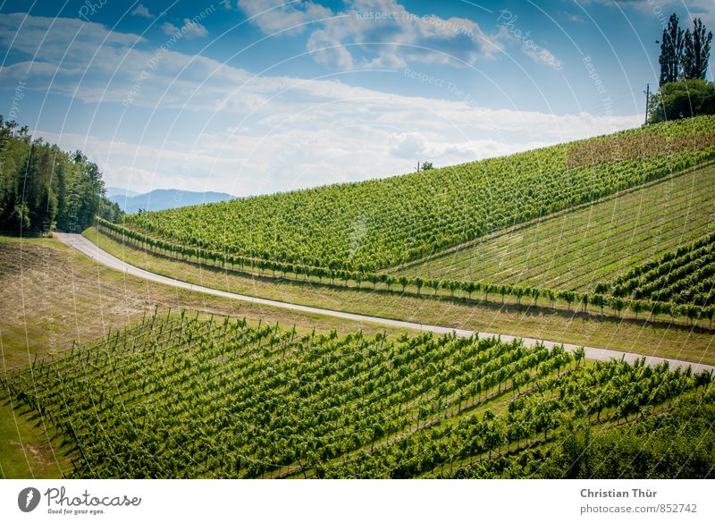 Wine Route (Southern Styria) Wellness Harmonious Senses Relaxation Calm Meditation Vacation & Travel Trip Summer vacation Hiking Cycling Nature Sky Clouds Sun