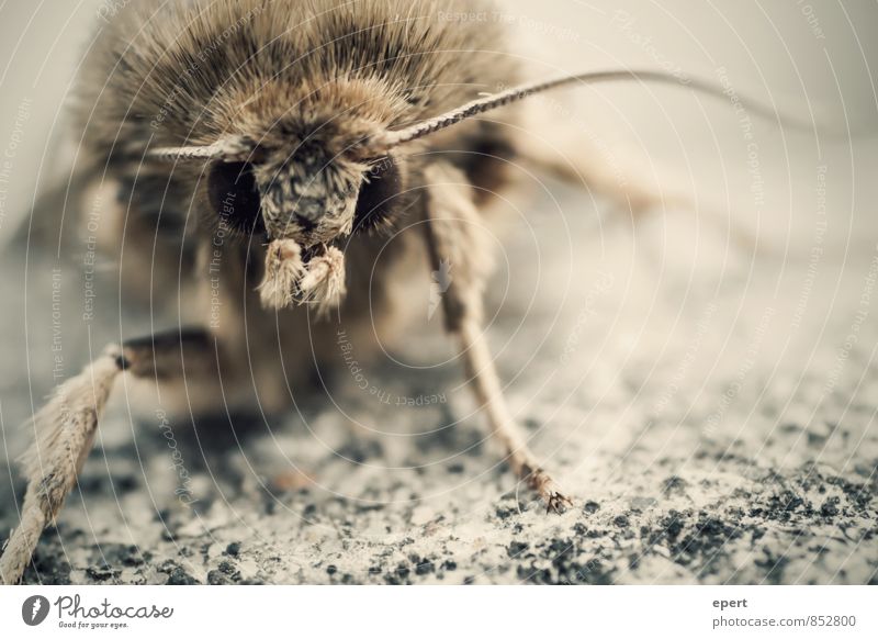 first contact Hair Animal Wild animal Pelt Butterfly Moth Feeler 1 Observe Threat Creepy Nature Colour photo Subdued colour Exterior shot Close-up Detail