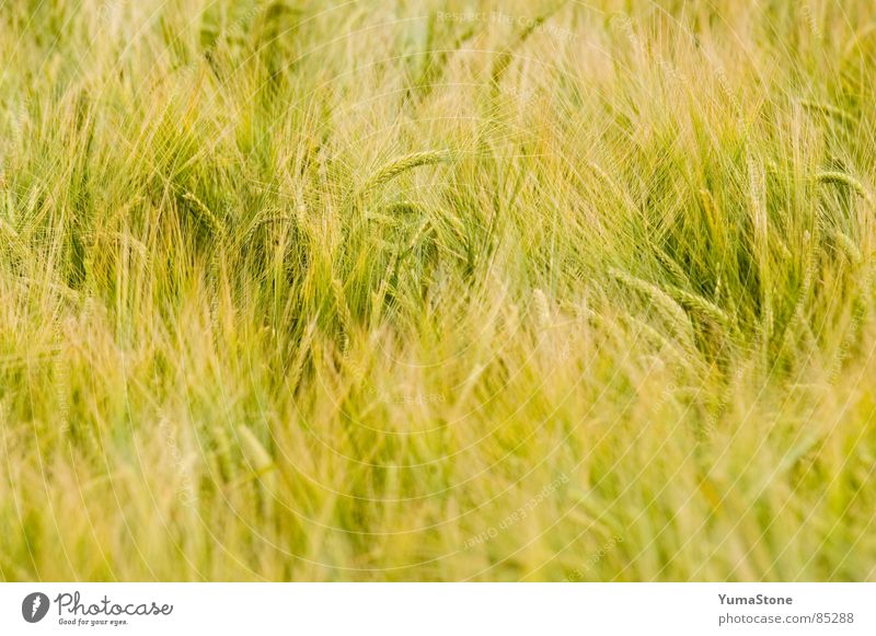 Wind dancing through the grass Grass Agriculture Summer Grain Nutrition Harvest Nature Exterior shot