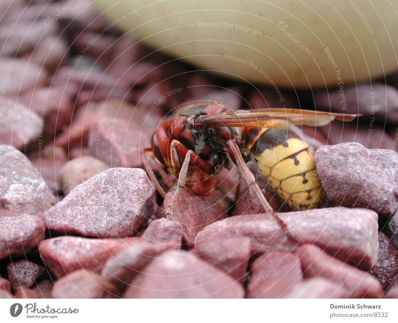 Royal Bee Wasps Insect King Flying animal Honey Pebble Sting