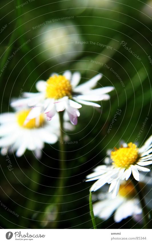 daisies Plant Flower Grass Blossom Meadow Simple Beautiful Small Cute Yellow Green White Happy Purity Nature Daisy Lawn Colour photo Exterior shot Detail