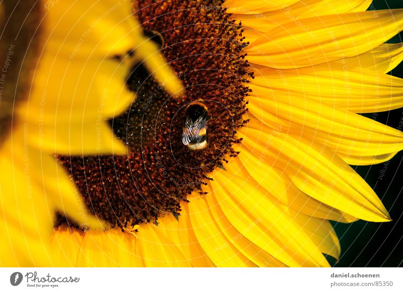 of bees and flowers Stamen Sunflower Yellow Summer Spring Ecological Blossom Plant Blossom leave Bee Honey Brown Nectar Sky Blue sky Warmth Nature Pollen Detail