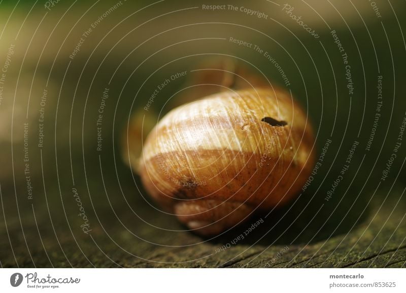 forsake sb./sth. Environment Nature Plant Tree Snail shell 1 Animal Old Thin Authentic Uniqueness Broken Near Natural Round Wild Brown Colour photo