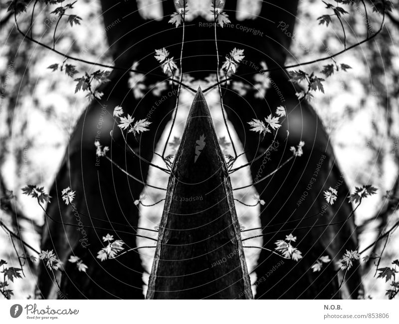 Patterns of Nature Plant Spring Tree Leaf Esthetic Exceptional Threat Natural Interest Uniqueness Complex Creativity Symmetry Black & white photo Exterior shot