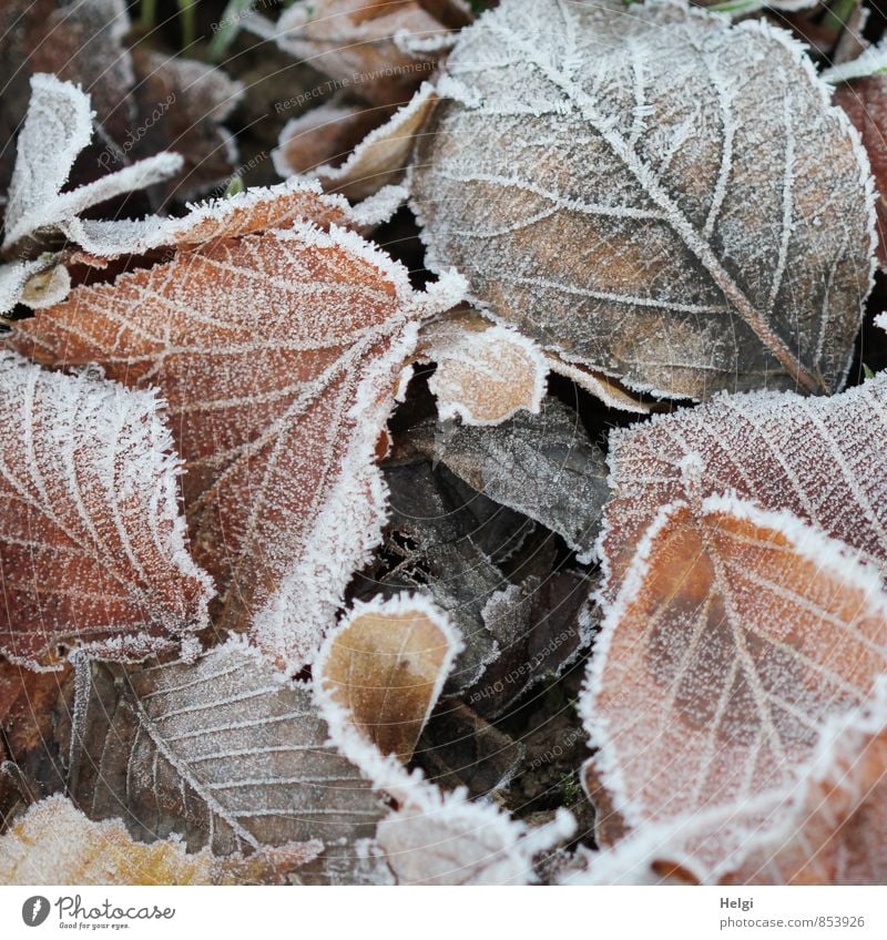 cold... Environment Nature Plant Winter Ice Frost Leaf Park Freeze Lie To dry up Authentic Exceptional Cold Natural Brown White Moody Calm Esthetic Uniqueness
