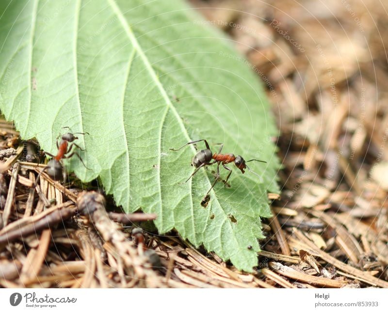 tiny woodland dwellers... Environment Nature Plant Animal Summer Beautiful weather Leaf Fir needle Forest Wild animal Ant Waldameise 2 Work and employment