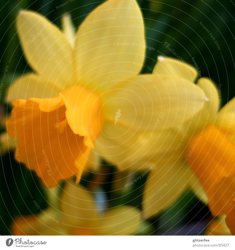 narcissus Narcissus Wild daffodil Flower Spring Jump Seasons Yellow Garden Bed (Horticulture) Ease Calyx Blur Fairy Orange Colour Resurrection
