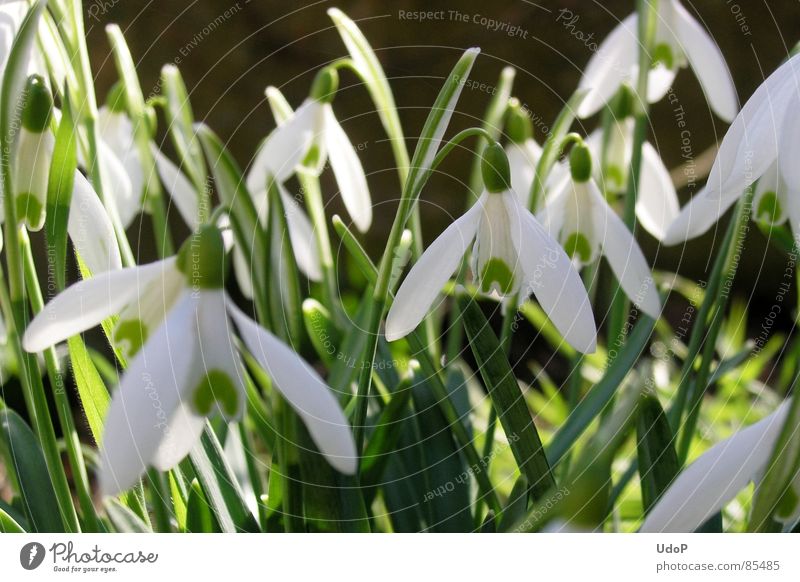Ringing, bell, bell ringing Multiple Snowdrop Green Back-light Translucent Spring Spring flowering plant Illuminating White Macro (Extreme close-up) Close-up