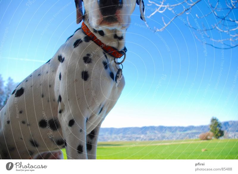 Point Spring Dalmatian Green Horizon Dog To go for a walk Meadow Green space Dandelion Vantage point Grass Mammal chien Sun enzo Walk the dog Perspective