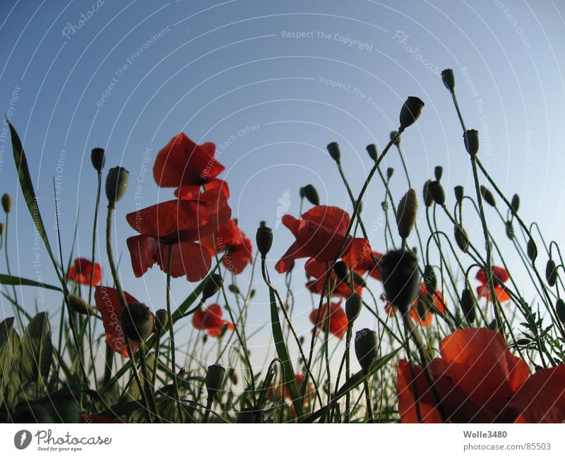 poppy seed spell Poppy field Red Sunset Summer Blossom Sky Stalk Celestial bodies and the universe Evening Canopy (sky) Canopy of stars dye red