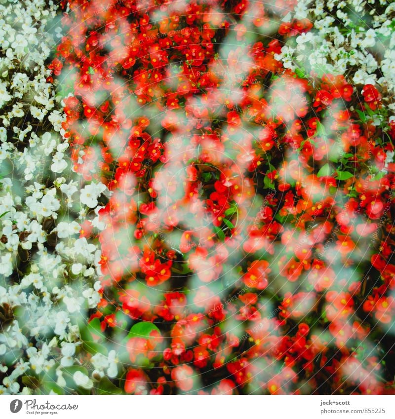 cross floral Horticulture Summer Flower Park Decoration Nature Growth Double exposure Flowerbed Across Reaction Detail Abstract Pattern Silhouette blurriness