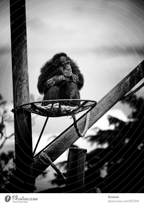 monkey Zoo Monkeys 1 Animal Black White Anger Black & white photo