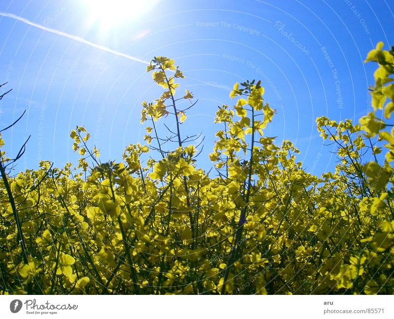 Flowers in the sunshine Sun Field Summer Meadow Nature Sky yellow leaves