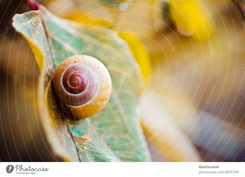snail Nature Animal Autumn Plant Leaf Snail 1 Brown Yellow Green Red Autumnal Snail shell Autumn leaves Colour photo Multicoloured Exterior shot Close-up