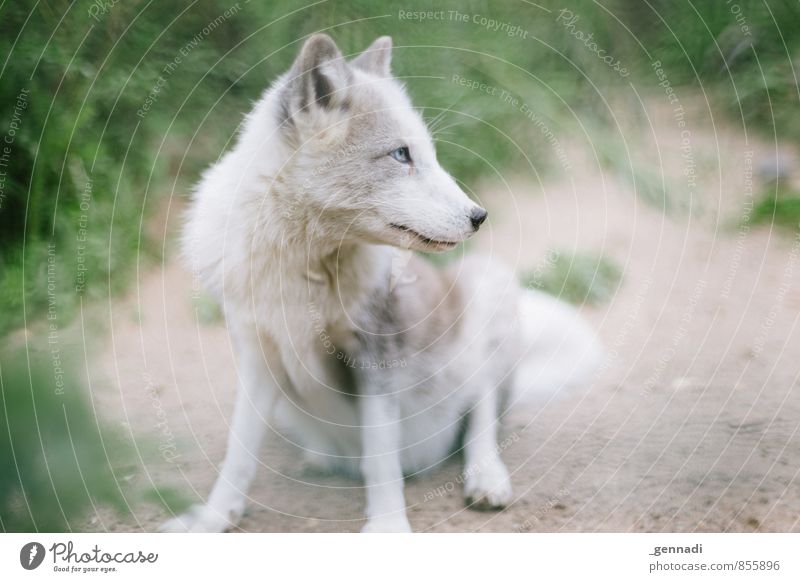 snow fox Animal Wild animal Fox White Baby animal Dog Pure Innocent Zoo Colour photo Deserted Copy Space left Copy Space right Day Animal portrait