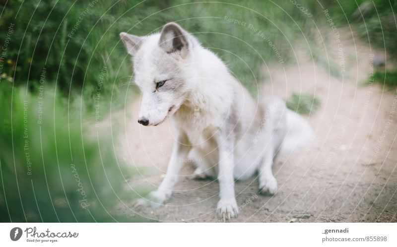 What does he say? Pet Wild animal Dog Sweet Fox White Pure Baby Small Paw Dream Colour photo Exterior shot Deserted Day Portrait photograph Downward