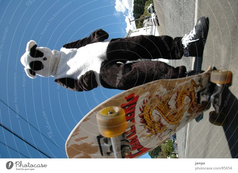 skateboarder Panda Skateboarding Sports Youth culture Funsport fun Carnival costume