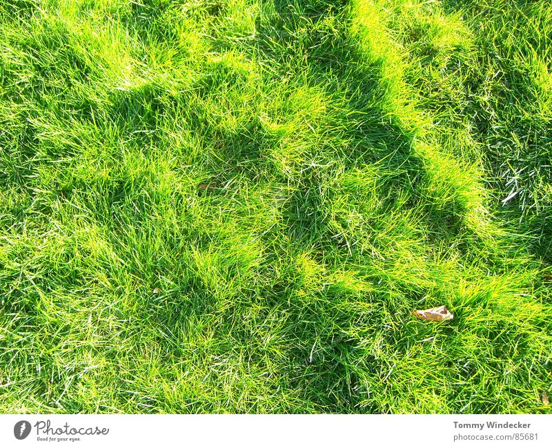 green phase Ludwigshafen Meadow Grass Summer Spring Green Mountain meadow Glade Juicy Bilious green Lawn for sunbathing Field Feed Blade of grass Clear Straw