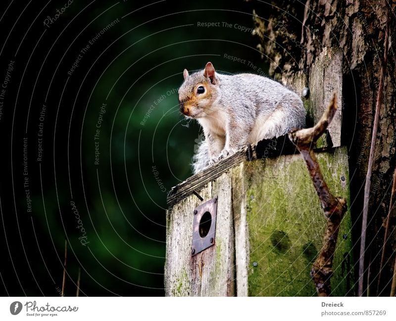 Let's wait and see Animal Animal face Squirrel 1 Wood Wait Cute Above Brown Green White Colour photo Exterior shot Day
