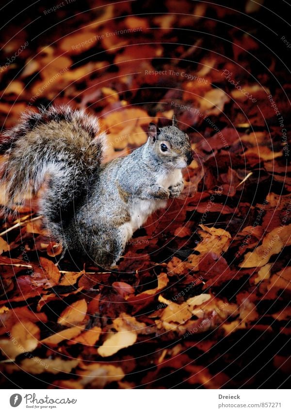 squirrels Environment Nature Autumn Leaf Park Forest Animal Wild animal Animal face Pelt Squirrel 1 Looking Stand Cute Brown Orange Silver White Colour photo