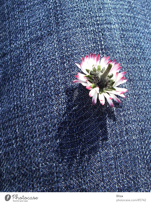 Dream something beautiful... Death Daisy Headless Sleep Calm Blossom leave Stalk Pink Delicate Broken Opposite Inverted Plant Spring Summer Life Grief Flower