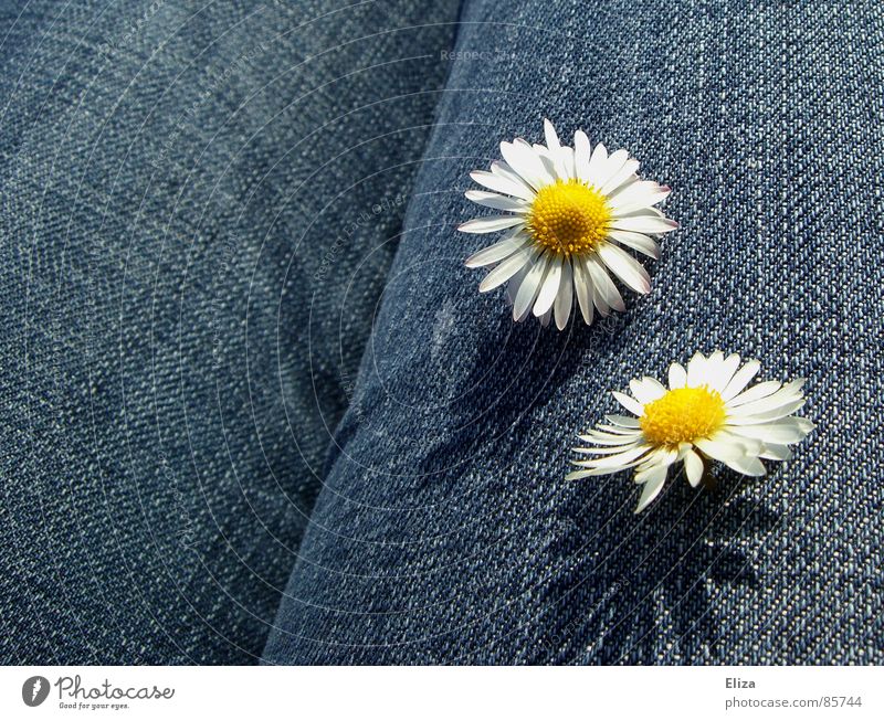 Two daisies on blue jeans fabric Daisy Summer Sunbathing Decoration Plant Spring Beautiful weather Flower Blossom Clothing Pants Jeans Blossoming Esthetic Brash