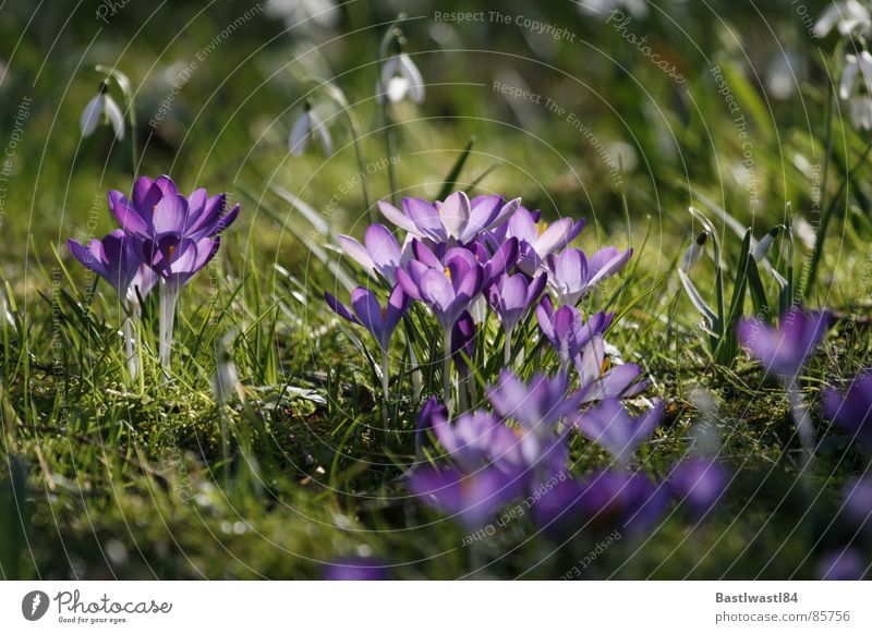 Crocuses and snowdrops Snowdrop Grass Meadow Spring Flower Blossom Green Garden Bed (Horticulture) Blossoming Flowerbed Pollen in full bloom Lawn