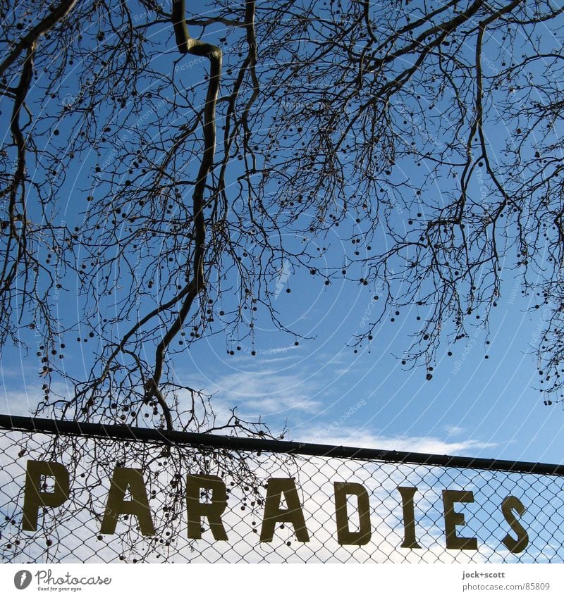 PARADISE: found Style Culture Clouds Winter Twigs and branches Garden allotments Retro Blue Moody Solidarity Longing Peace Idyll Paradise