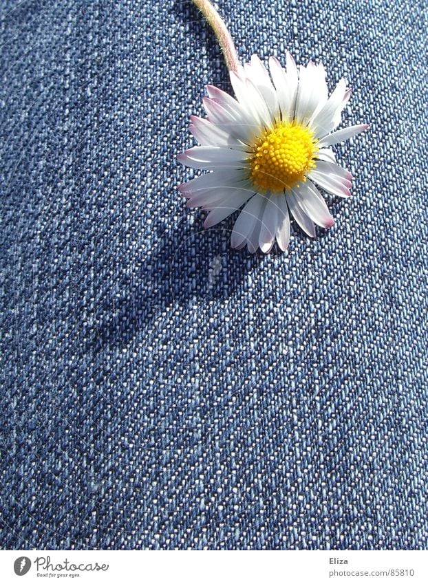 A daisy on jeans in the sunshine in summer Daisy Blossom Spring Flower Blossoming Blossom leave Pollen Yellow Shadow Brash Dance Summer Denim Plant Playing Head