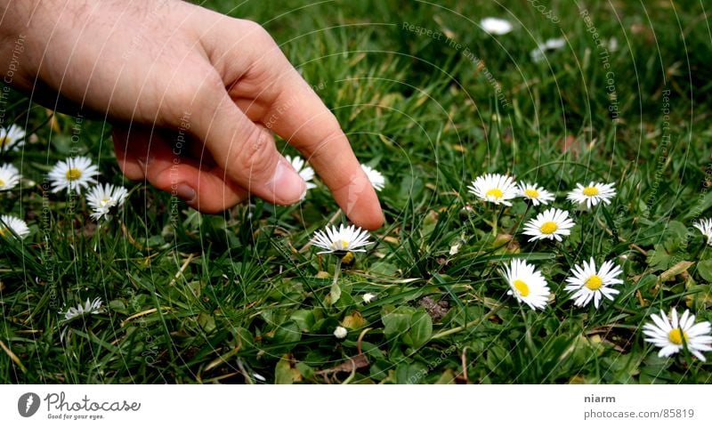 Flower photography 1 Meadow Green Goose Daisy Spring Caress Hand Touch March April May Blossom Flower meadow Fingers Forefinger Beautiful Kitsch Alpine pasture