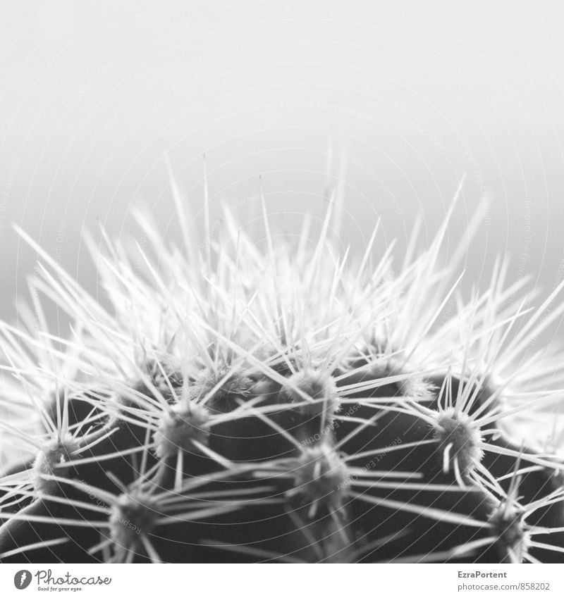 you prick Environment Nature Plant Sky Summer Cactus Garden Esthetic Natural Black White Point Sharp Pain Thorn Many Succulent plants Thorny Shave Carnegiea
