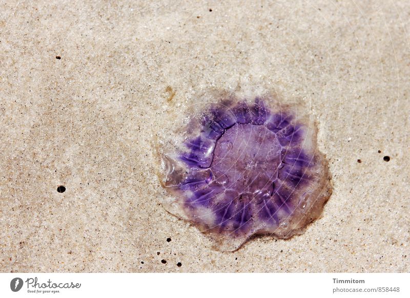 Yes, ..., but what!! Environment Nature Sand Beautiful weather North Sea Denmark Jellyfish 1 Animal Lie Wait Esthetic Happy Emotions Colour Colour photo