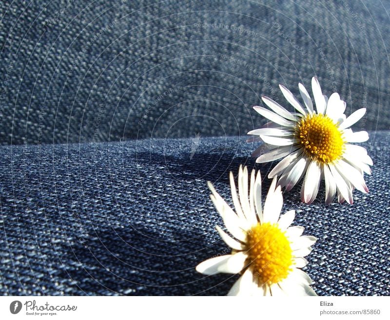 We enjoy the view... Daisy Flower Spring Pants Summer Happy Happiness Blossom Cheerful Thigh Playing Beautiful Sweet Cute Jeans