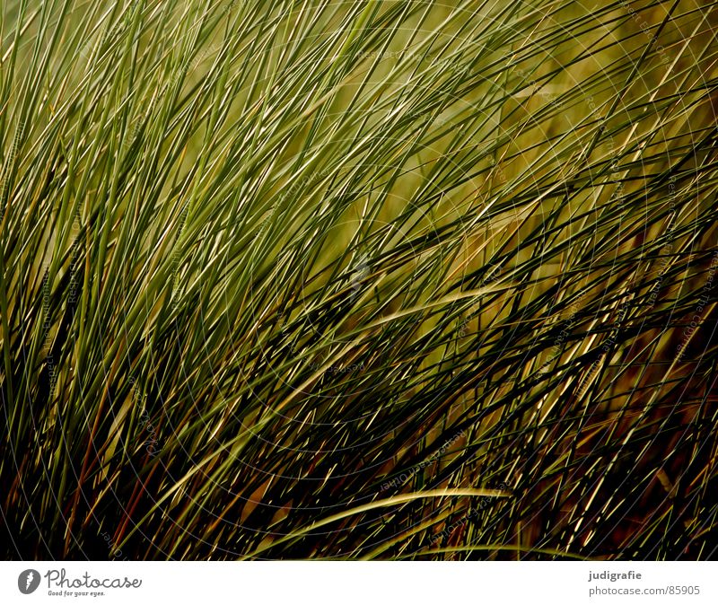 grass Bend Grass Blade of grass Gale Soft Strand of hair Growth Environment Meadow Dark Wilderness Green Stalk Flexible Delicate Summer Wind Nature Evening