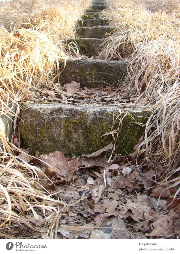 Stairs to... Grass Leaf Stone grow together