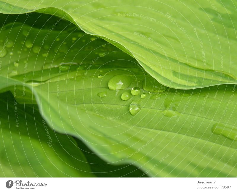 trickle Leaf Rain Green Bushes Water