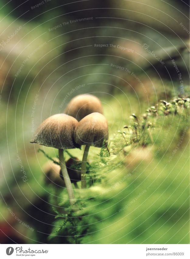 The Three on the Abyss Moss Brown Green Woodground Autumn Glade Grass Transport Three mushrooms at the edge of a tree trunk Mushroom Floor covering Ground
