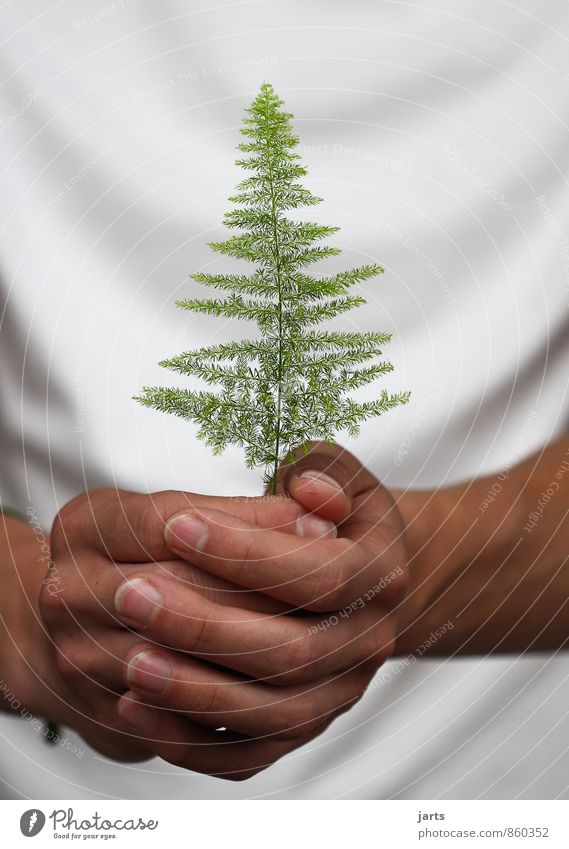 per Human being Hand Fingers 1 Environment Nature Plant Animal Tree Wild plant Sustainability Natural Protection fir tree guard sb./sth.