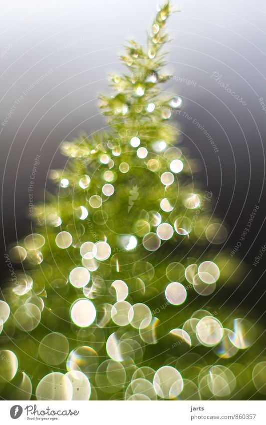 light tree 3 Christmas & Advent Drops of water Plant Tree Happiness Contentment Anticipation Light fir tree Colour photo Exterior shot Deserted Copy Space top