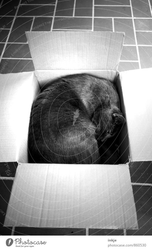 Space is in the smallest cottage Animal Pet 1 Package Cardboard box Lie Sleep Cuddly Small Cute Emotions Contentment Protection Safety (feeling of) Calm