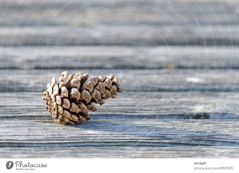 Cone Pine Pine Tree Arch Pine needle cone Gnarled Natural Organic pinus fir Seed Conifer Coniferous trees Decoration Macro (Extreme close-up) Public Holiday