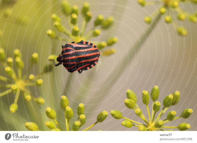 striped bug Summer Autumn Plant Blossom Wild plant Wild animal 1 Animal Blossoming Crawl Fragrance Small Natural Above Gray Green Red Black Loneliness Nature