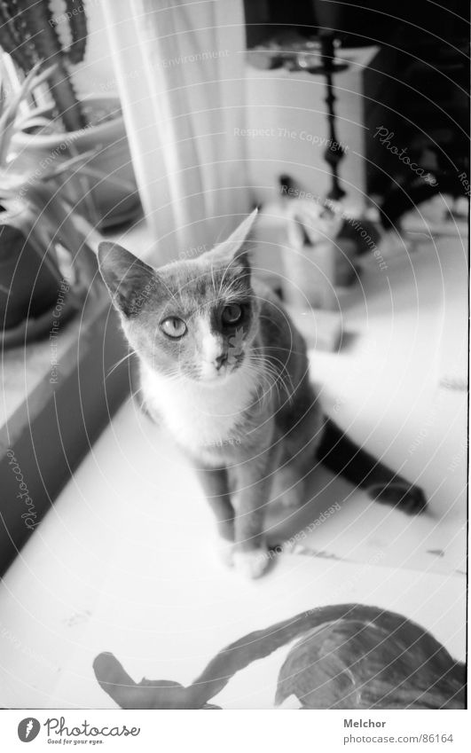 olga bugatti Cat Flat (apartment) Animal Afternoon Mammal pussy Black & white photo Desk