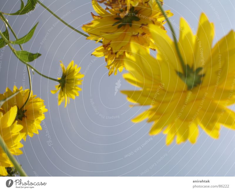 sunny side Plumed Light blue Flower Yellow Shadow Spring fever Exterior shot Worm's-eye view Sky blue Summer bottom Landscape Garden Beautiful weather Freedom