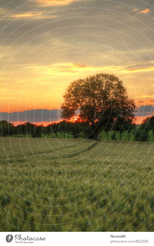 Sunset in the field Landscape Sunrise Summer Autumn Tree Field Loneliness Dusk HDR Colour photo Exterior shot Deserted Copy Space left Copy Space top