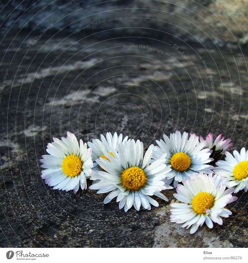collected picked daisies outside on stone Daisy Summer Sunbathing Decoration Plant Spring Warmth Flower Blossom Stone Concrete Exceptional Gray Emotions Romance