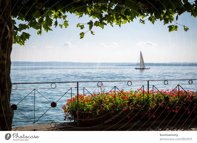 Sailboat on Lake Constance Aquatics Sailing Clouds Summer Tree Tourist Attraction Navigation Watercraft Blue Green Red White Vacation & Travel Window box Europe