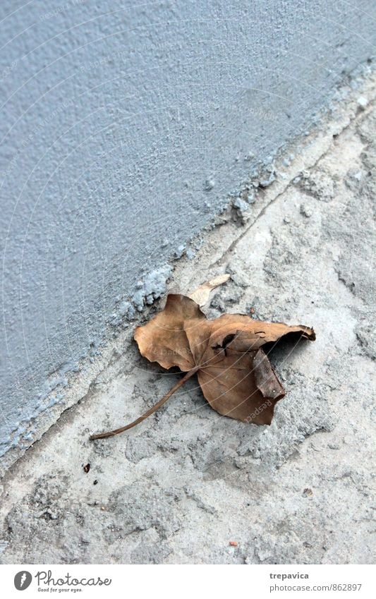 autumn Environment Nature Autumn Weather Plant Leaf Street Old Broken Natural Dry Blue Brown Gray Calm Sadness Loneliness End Cold Destruction Copy Space left